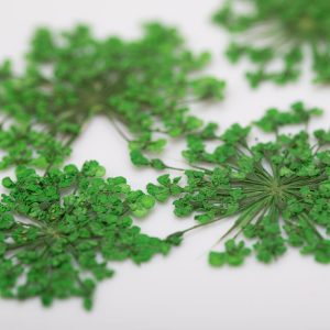 Fiori Secchi Per Decorazioni - Verde